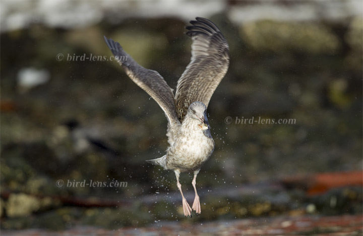 Silbermöwe Silbermöwe