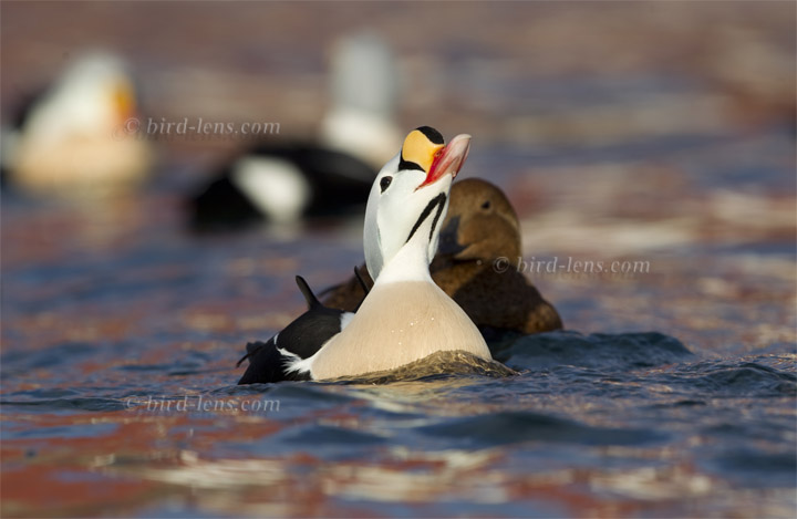 Prachteiderente Prachteiderente