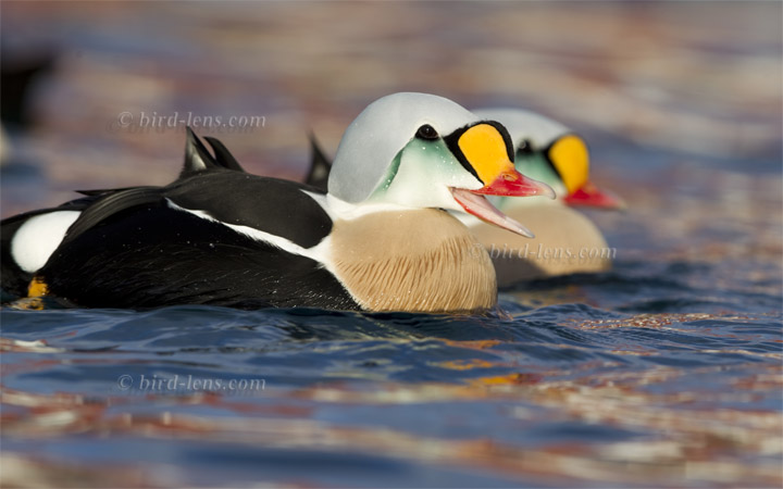 Prachteiderente Prachteiderente