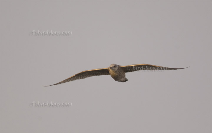 Silbermöwe Silbermöwe