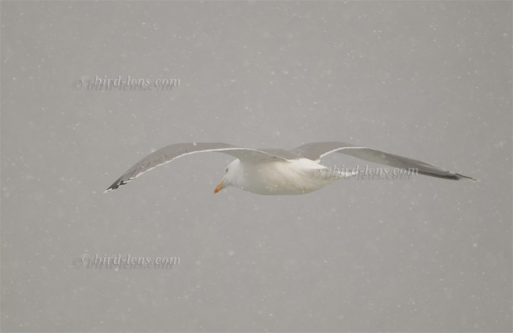 Silbermöwe Silbermöwe