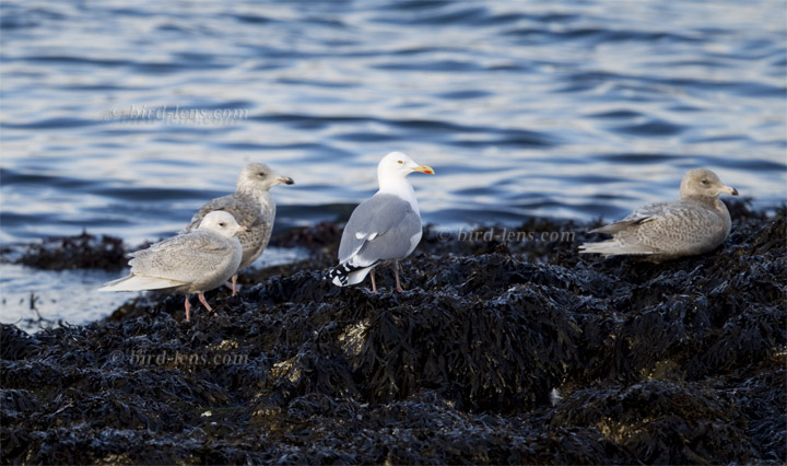 Polarmöwe Polarmöwe