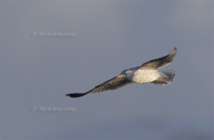 Silbermöwe Silbermöwe