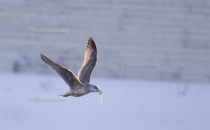 Silbermöwe Silbermöwe