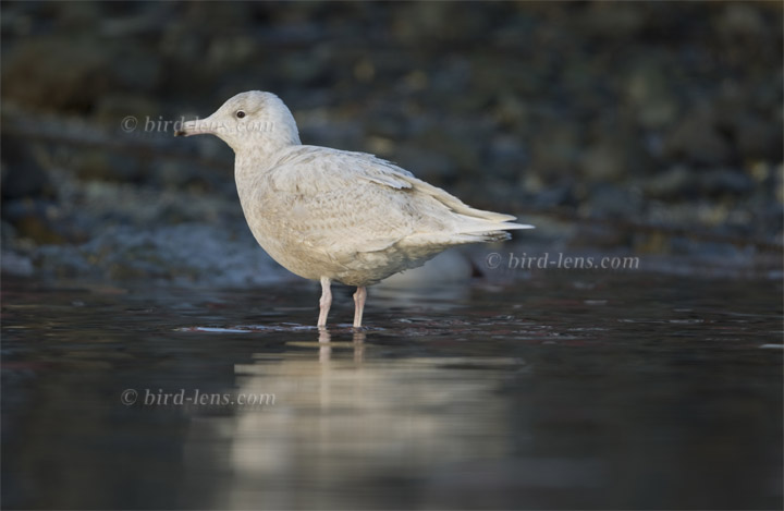Eismöwe Eismöwe