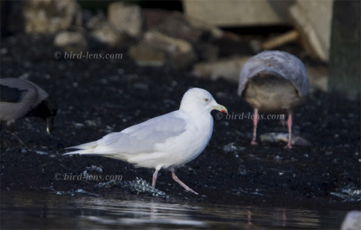 Polarmöwe Polarmöwe