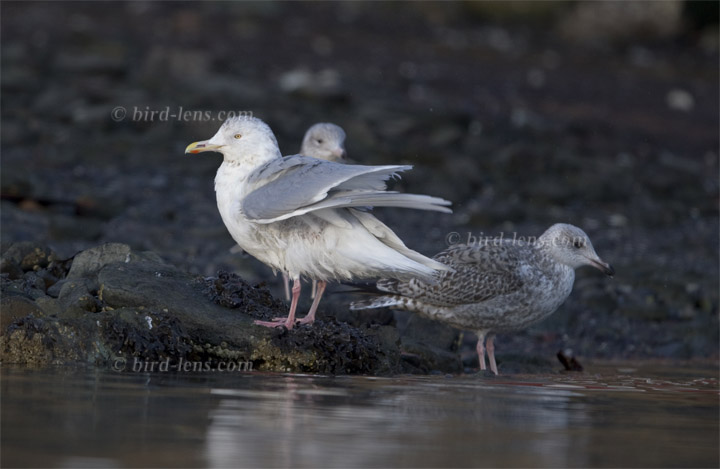 Eismöwe Eismöwe