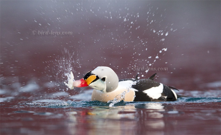 Prachteiderente Prachteiderente