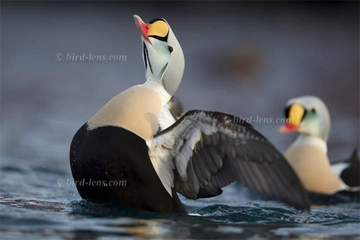 Prachteiderente Prachteiderente