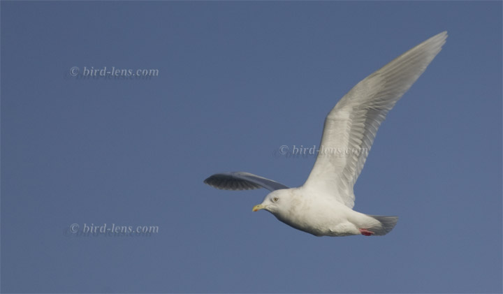 Kumlienmöwe Kumlienmöwe