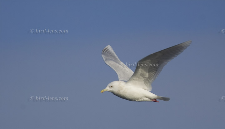 Kumlienmöwe Kumlienmöwe