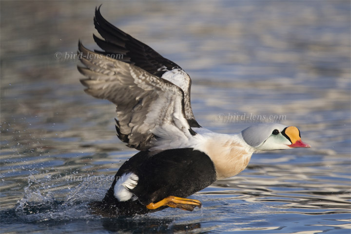 Prachteiderente Prachteiderente