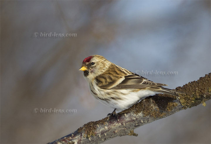 Taigabirkenzeisig Taigabirkenzeisig