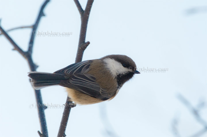 Lapplandmeise Lapplandmeise