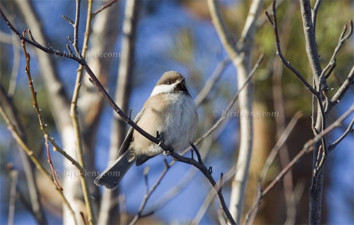 Lapplandmeise Lapplandmeise