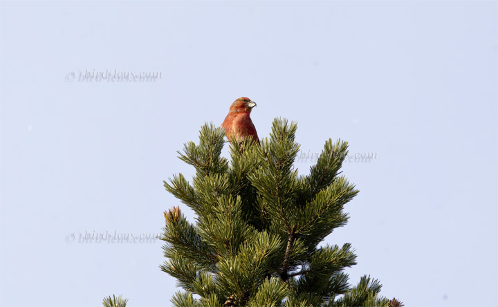 Kiefernkreuzschnabel Kiefernkreuzschnabel