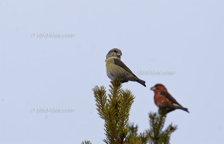 Kiefernkreuzschnabel Kiefernkreuzschnabel