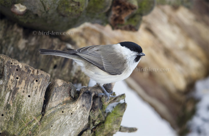 Sumpfmeise Sumpfmeise