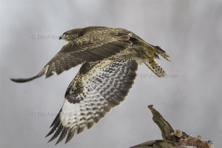 Mäusebussard Mäusebussard