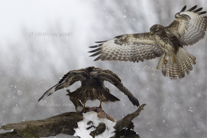 Mäusebussard Mäusebussard