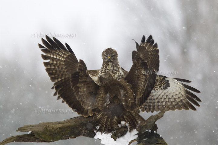 Mäusebussard Mäusebussard