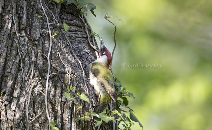 Grünspecht Grünspecht