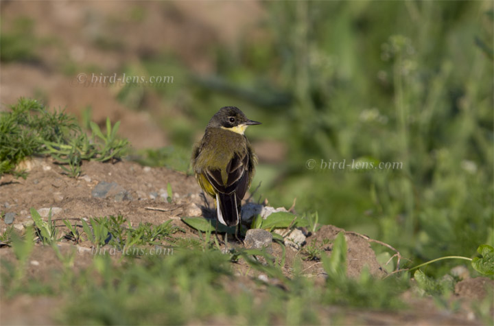Maskenschafstelze Maskenschafstelze