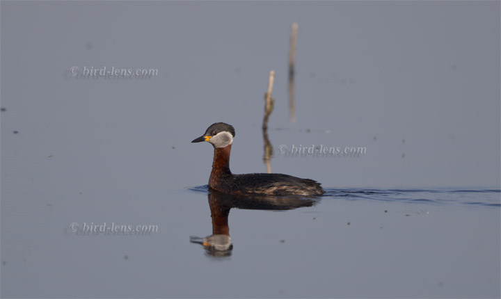 Rothalstaucher Rothalstaucher