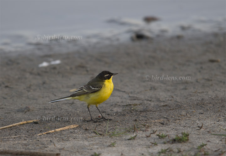 Maskenschafstelze Maskenschafstelze