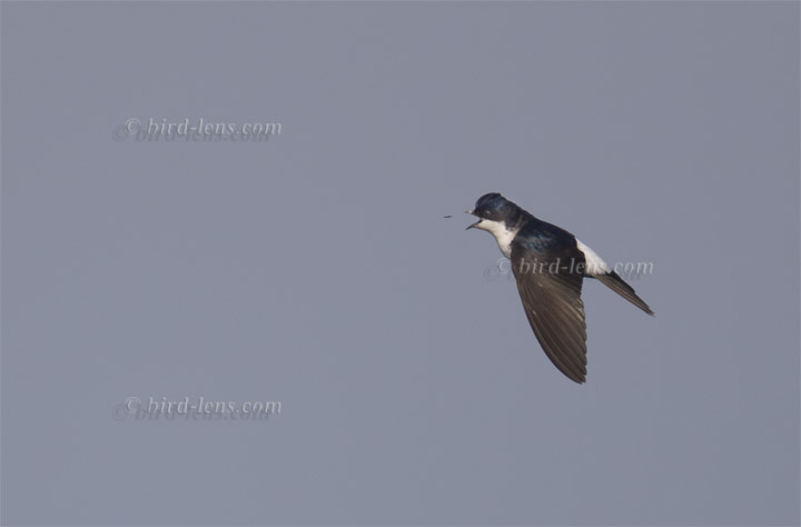 Mehlschwalbe Mehlschwalbe