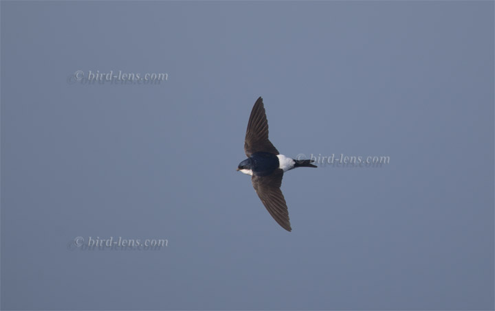 Mehlschwalbe Mehlschwalbe