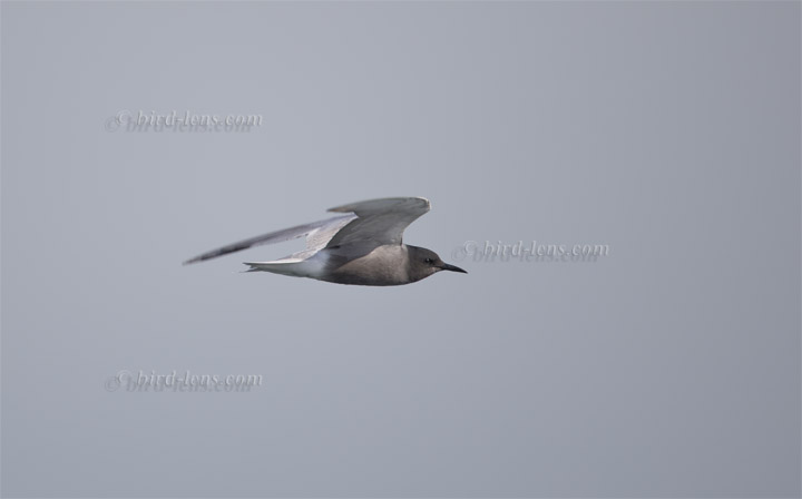 Black Tern Black Tern