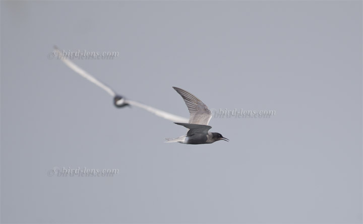 Black Tern Black Tern