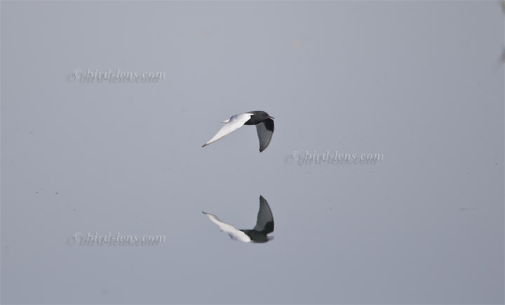 Weißflügel-Seeschwalbe Weißflügel-Seeschwalbe