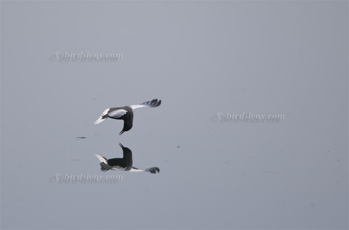 Weißflügel-Seeschwalbe Weißflügel-Seeschwalbe