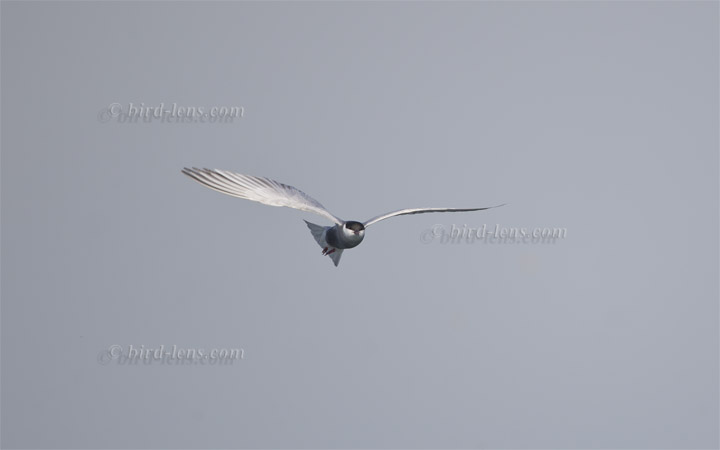 Weissbart-Seeschwalbe Weissbart-Seeschwalbe