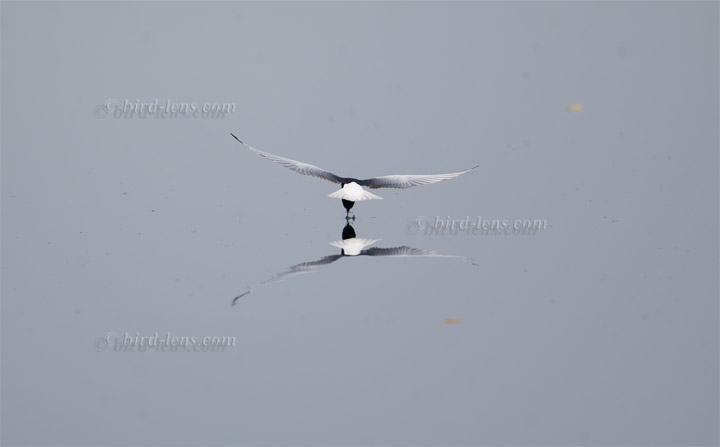 Weißflügel-Seeschwalbe Weißflügel-Seeschwalbe