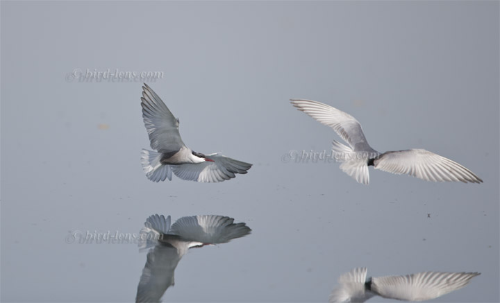 Weissbart-Seeschwalbe Weissbart-Seeschwalbe
