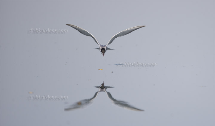 Weissbart-Seeschwalbe Weissbart-Seeschwalbe