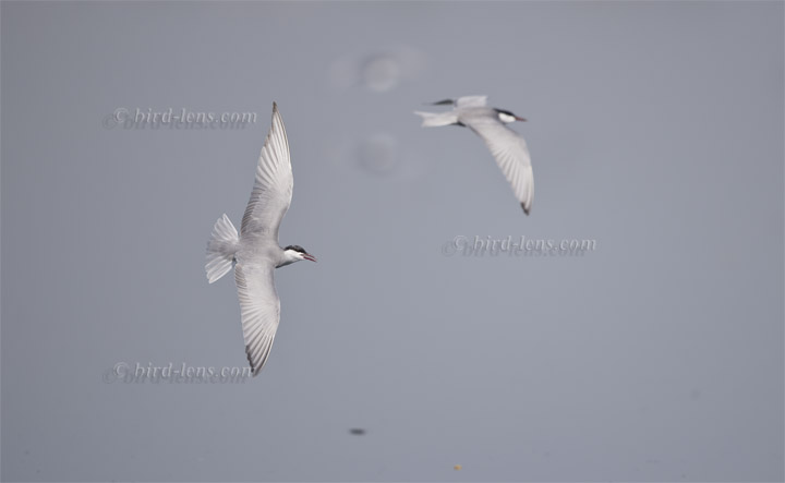 Weissbart-Seeschwalbe Weissbart-Seeschwalbe