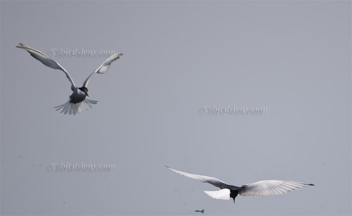 Weißflügel-Seeschwalbe Weißflügel-Seeschwalbe