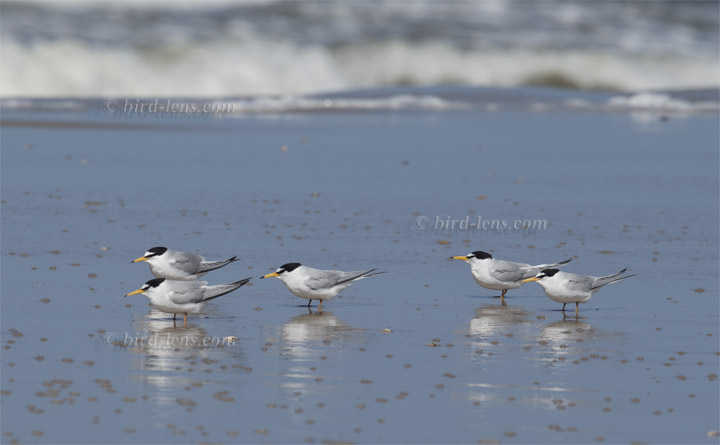 Zwergseeschwalbe Zwergseeschwalbe