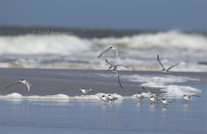 Zwergseeschwalbe Zwergseeschwalbe