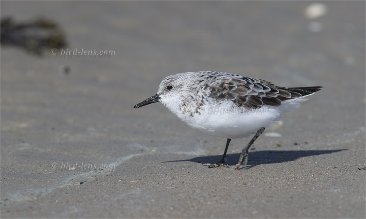 Sanderling Sanderling