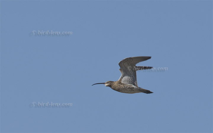 Großer Brachvogel Großer Brachvogel