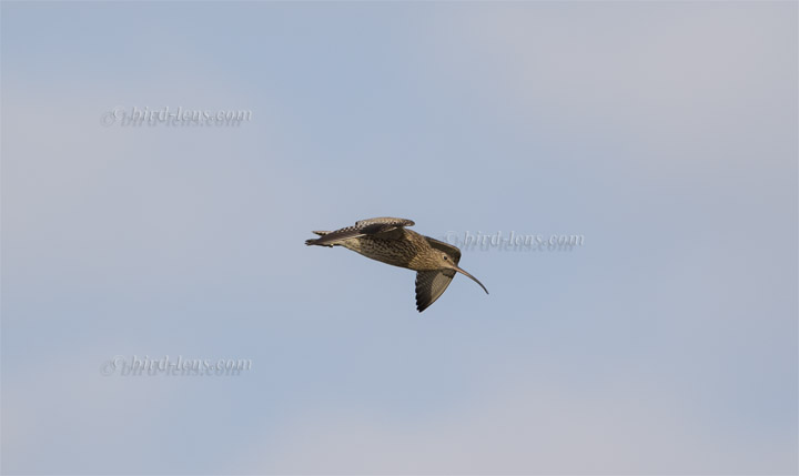 Großer Brachvogel Großer Brachvogel