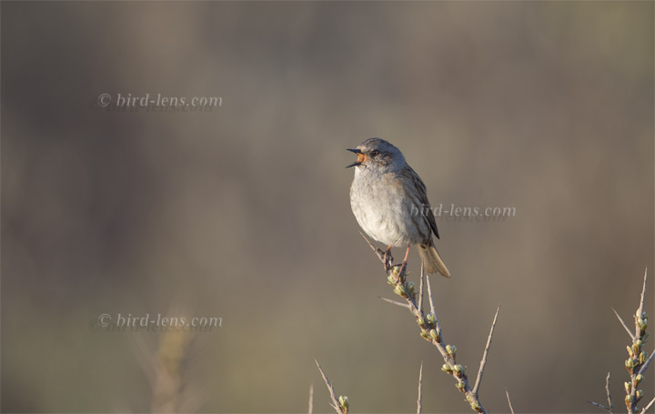 Heckenbraunelle Heckenbraunelle