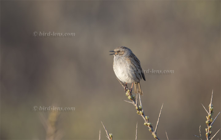 Heckenbraunelle Heckenbraunelle