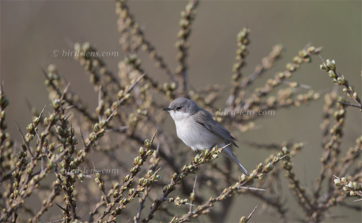 Klappergrasmücke Klappergrasmücke