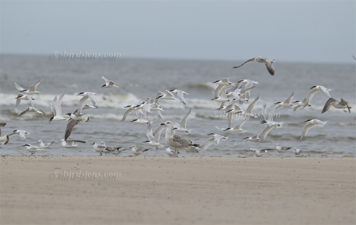 Mantelmöwe Mantelmöwe